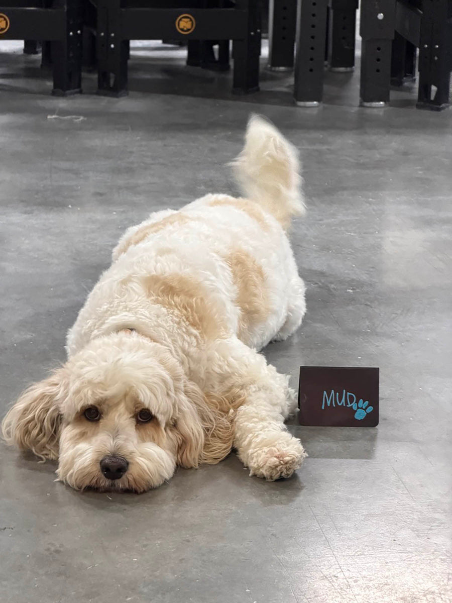 Mud, a cream colored miniature Australian Labradoodle, lying on the polished concrete floor of The Clay Hole studio beside a small chalkboard sign with his name on it