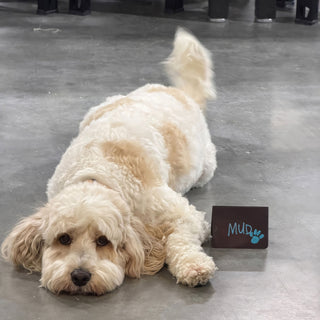 A fluffy cream and white dog lies on a gray floor beside a dark sign with a blue paw print at The Clay Hole in Draper, Utah